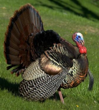 Charming broad breasted bronze turkey magnificent Broad breasted bronze turkey assured